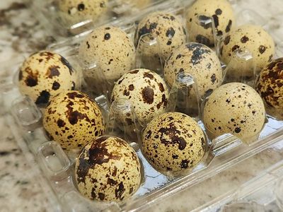 Coturnix Quail Eating Eggs