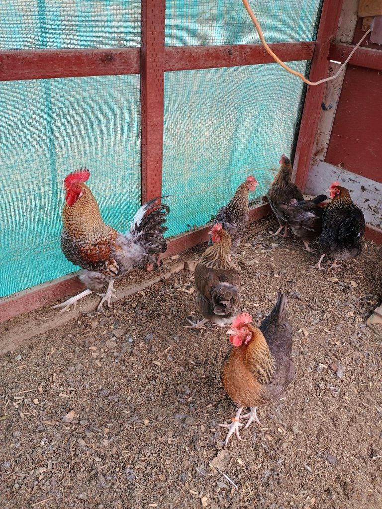 Crele Penedesenca pullet Chicks. 2 weeks old.