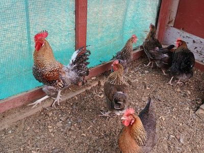 Crele Penedesenca pullet Chicks. 2 weeks old.