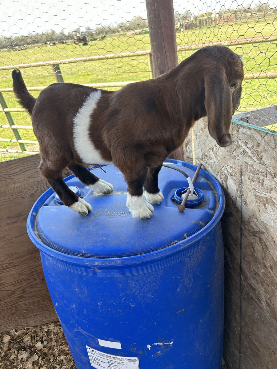 Boer baby goats