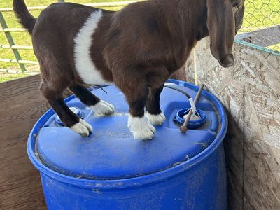 Boer baby goats