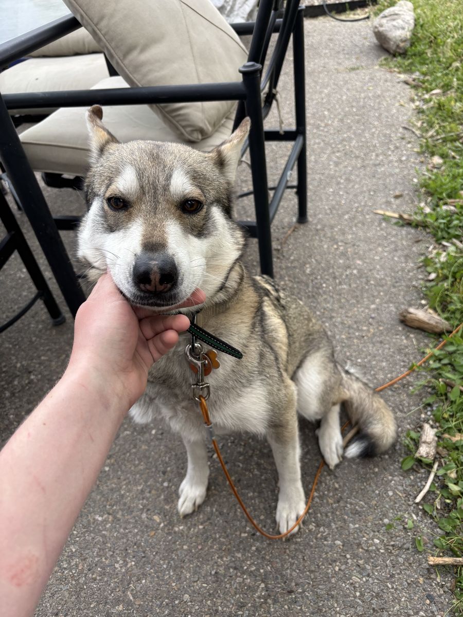 German shepherd/husky mix