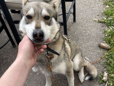 German shepherd/husky mix