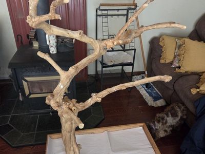 Bird Tree