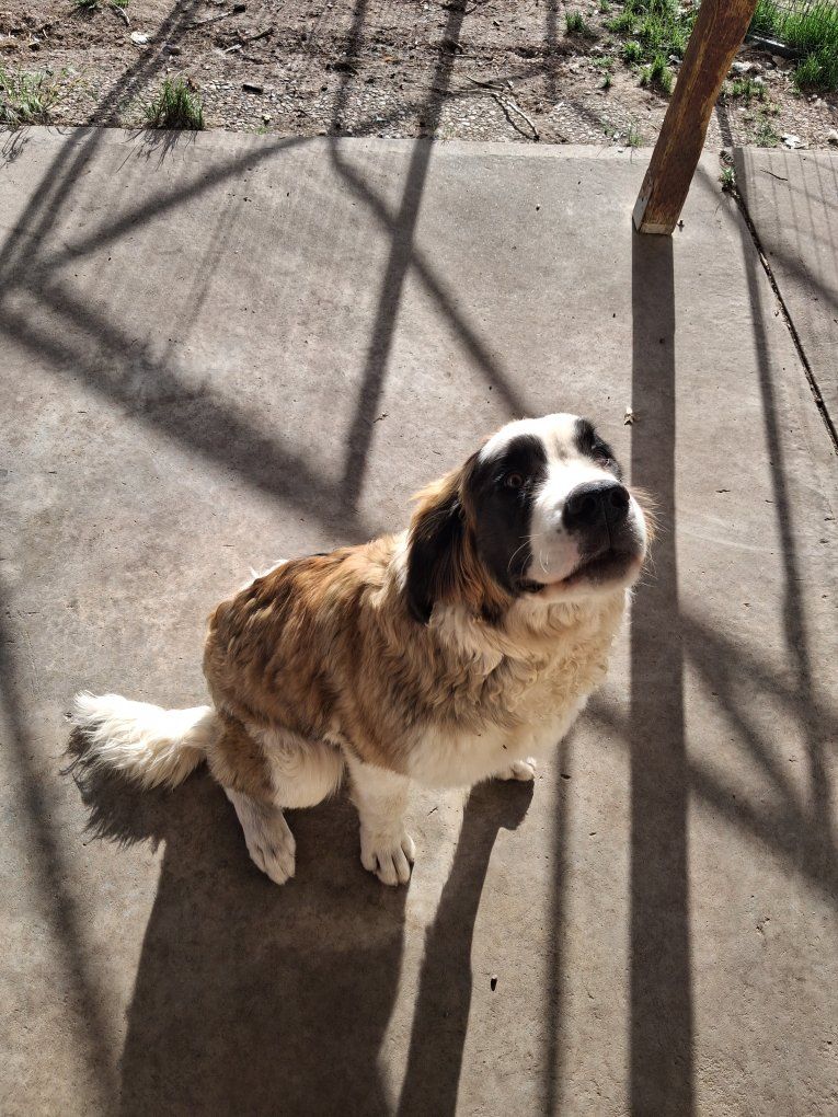 9 mo old female st Bernard