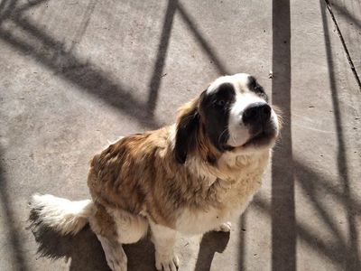 9 mo old female st Bernard