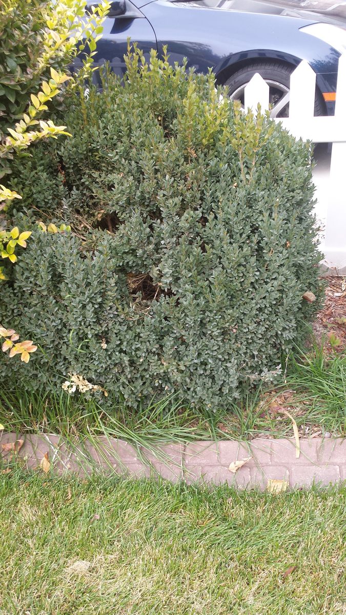 Russian Dwarf edible almond bush