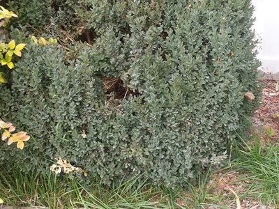 Russian Dwarf edible almond bush