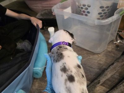 ACK Great Dane Puppies