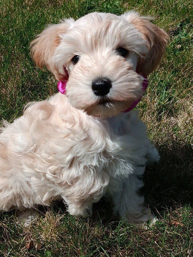 Miniature Schnauzer female