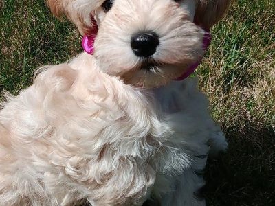 Miniature Schnauzer female