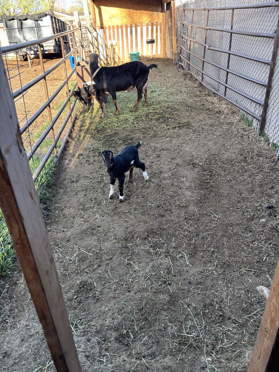 Two beautiful purebred doelings