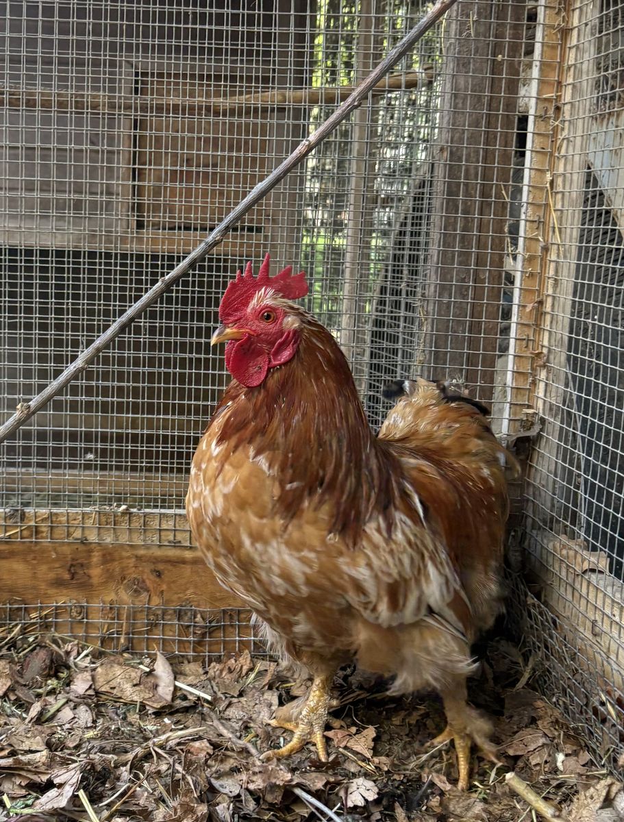 Free Bantam cochin rooster