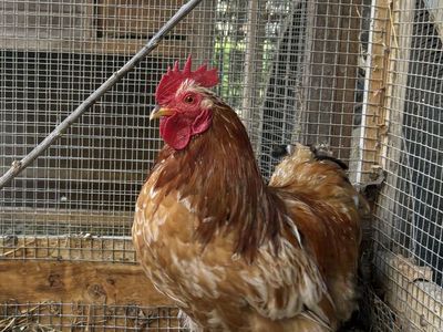 Free Bantam cochin rooster