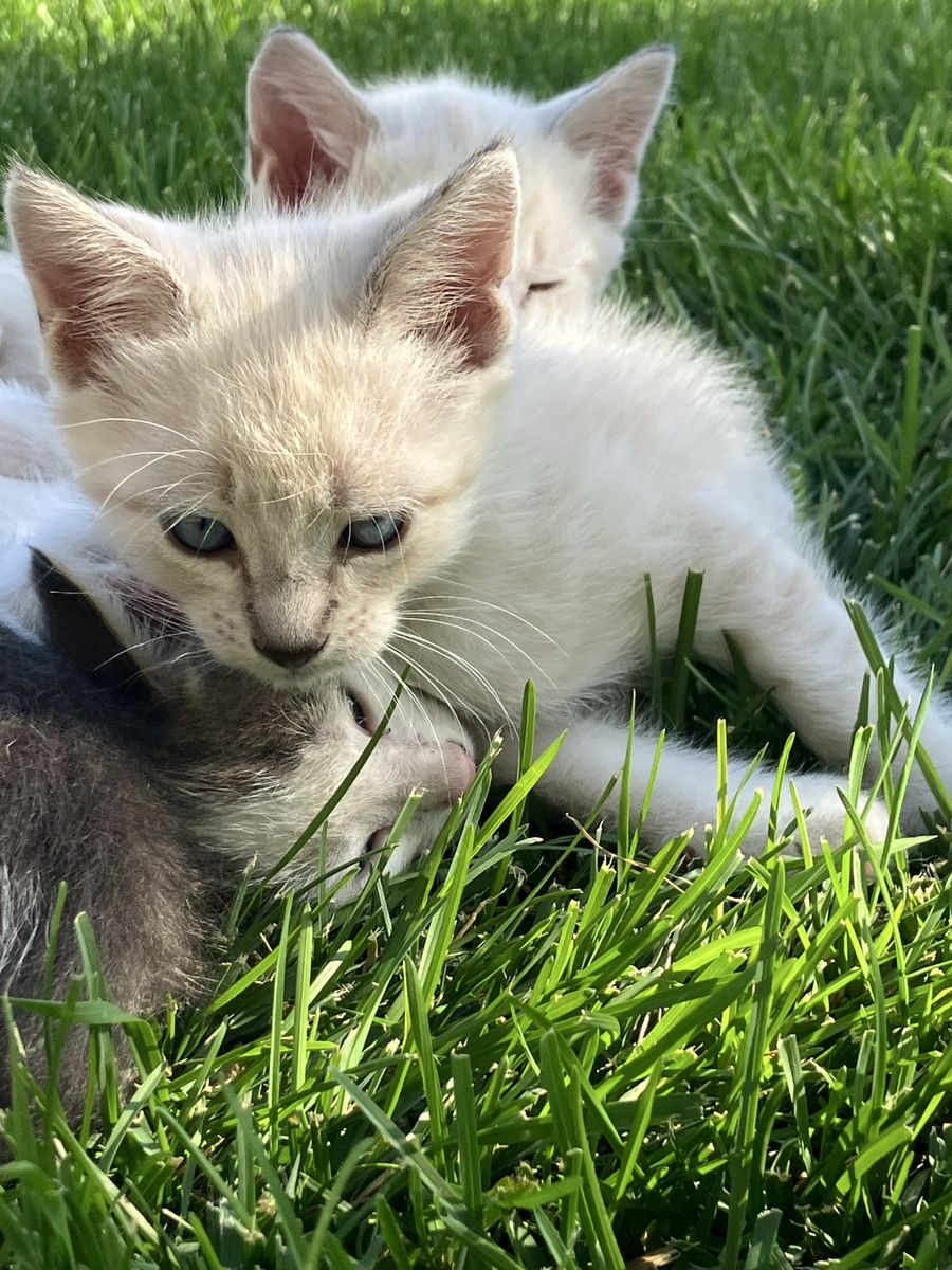Adorable blue eyed ragdoll kittens