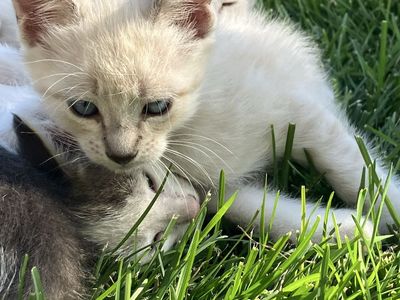 Adorable blue eyed ragdoll kittens