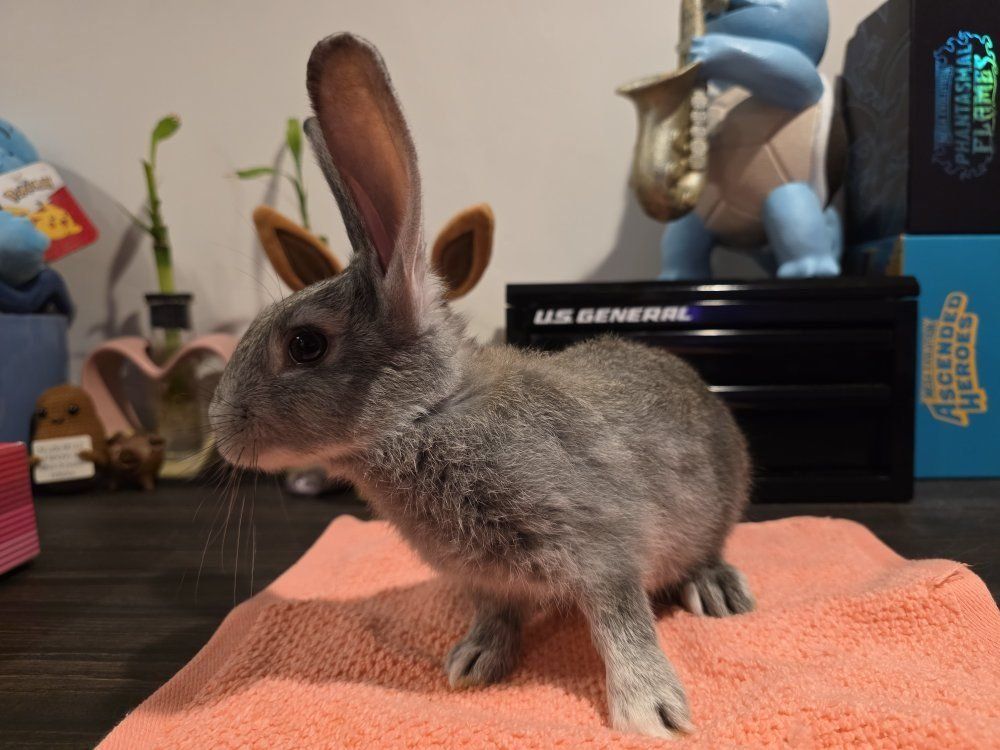 TAMUK/Harlequin Cross Rabbit - Pet, Broodstock, Meat