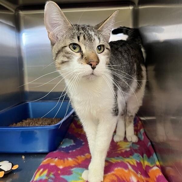 Hello my name is Little Creek