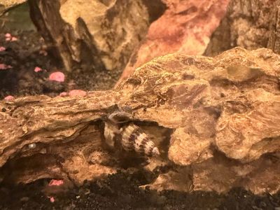 Assassin Snail