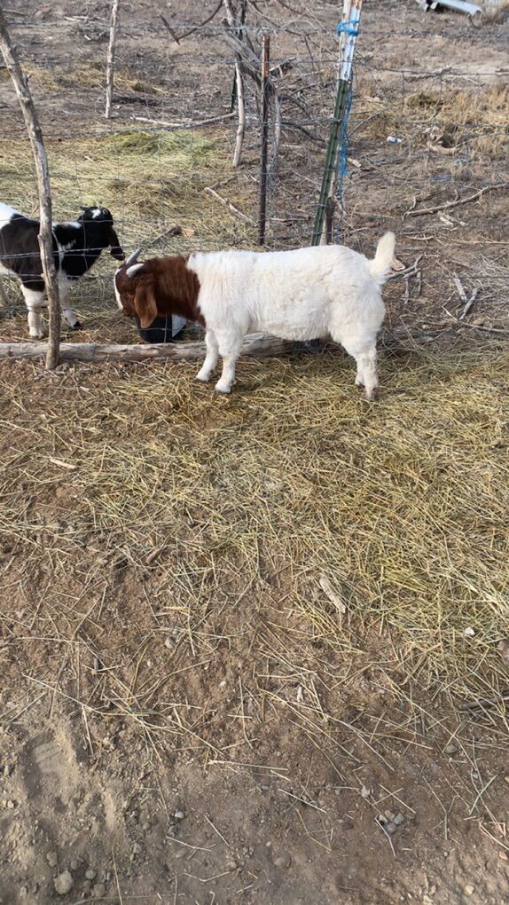 Boer Buck And Whether For Sale