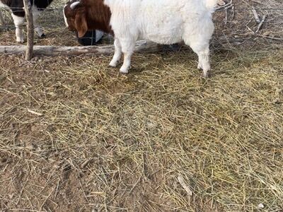 Boer Buck And Whether For Sale