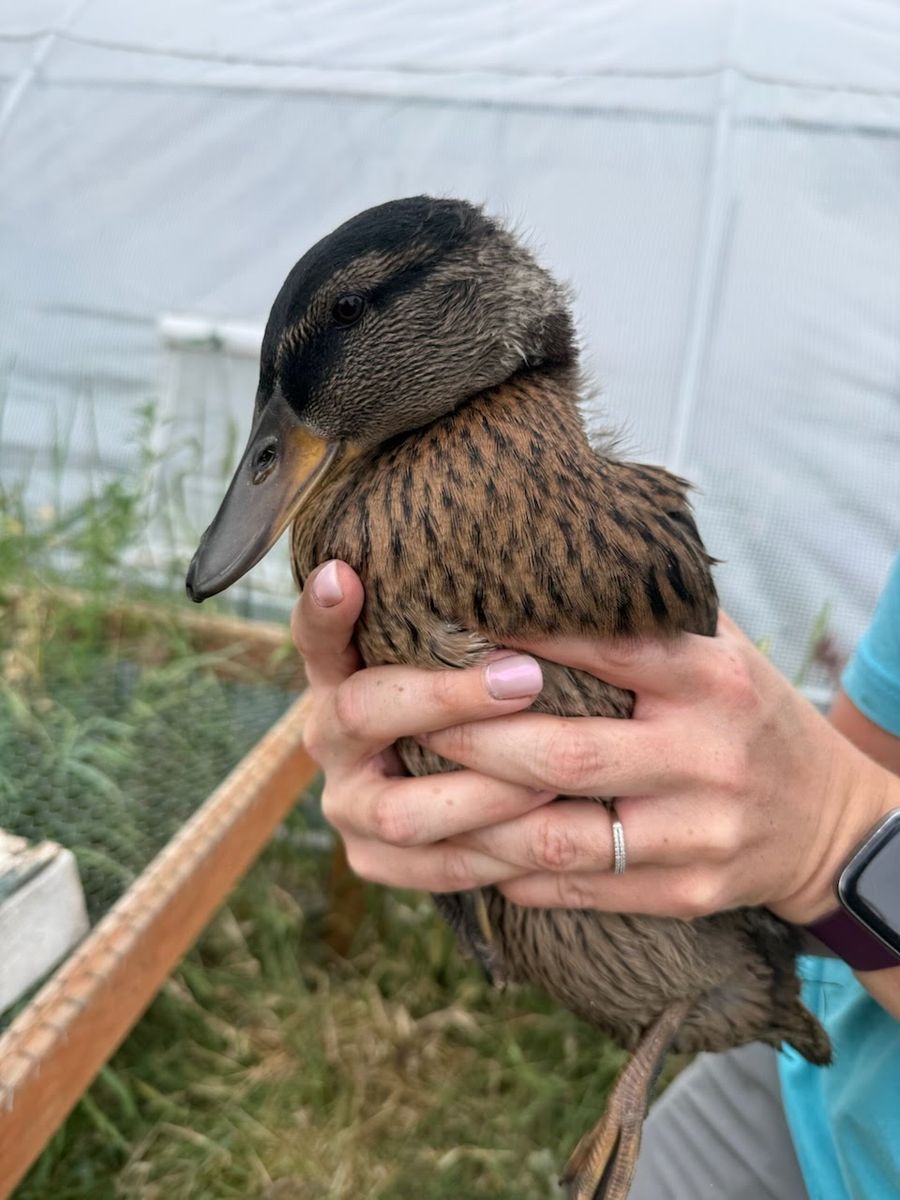 Cleopatra and Antony the Duckling Duo