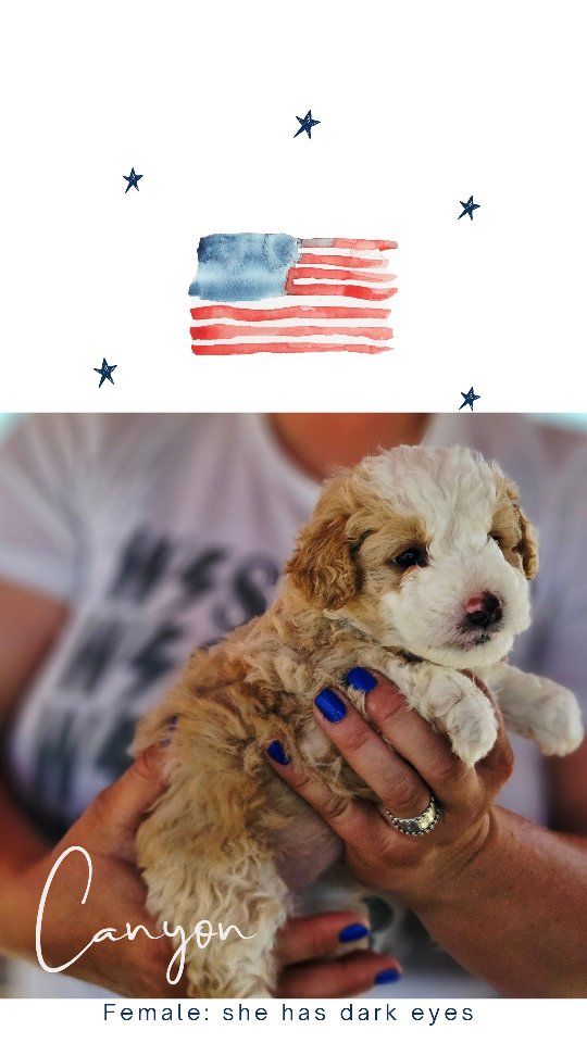 Mini Aussiedoodles, Mini Poodle, Aussie Puppies