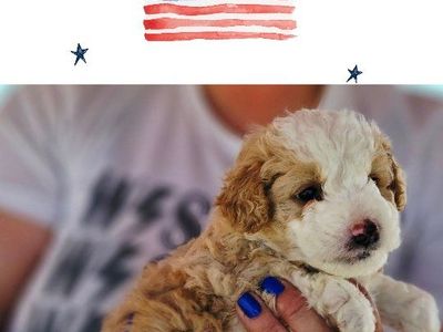 Mini Aussiedoodles, Mini Poodle, Aussie Puppies