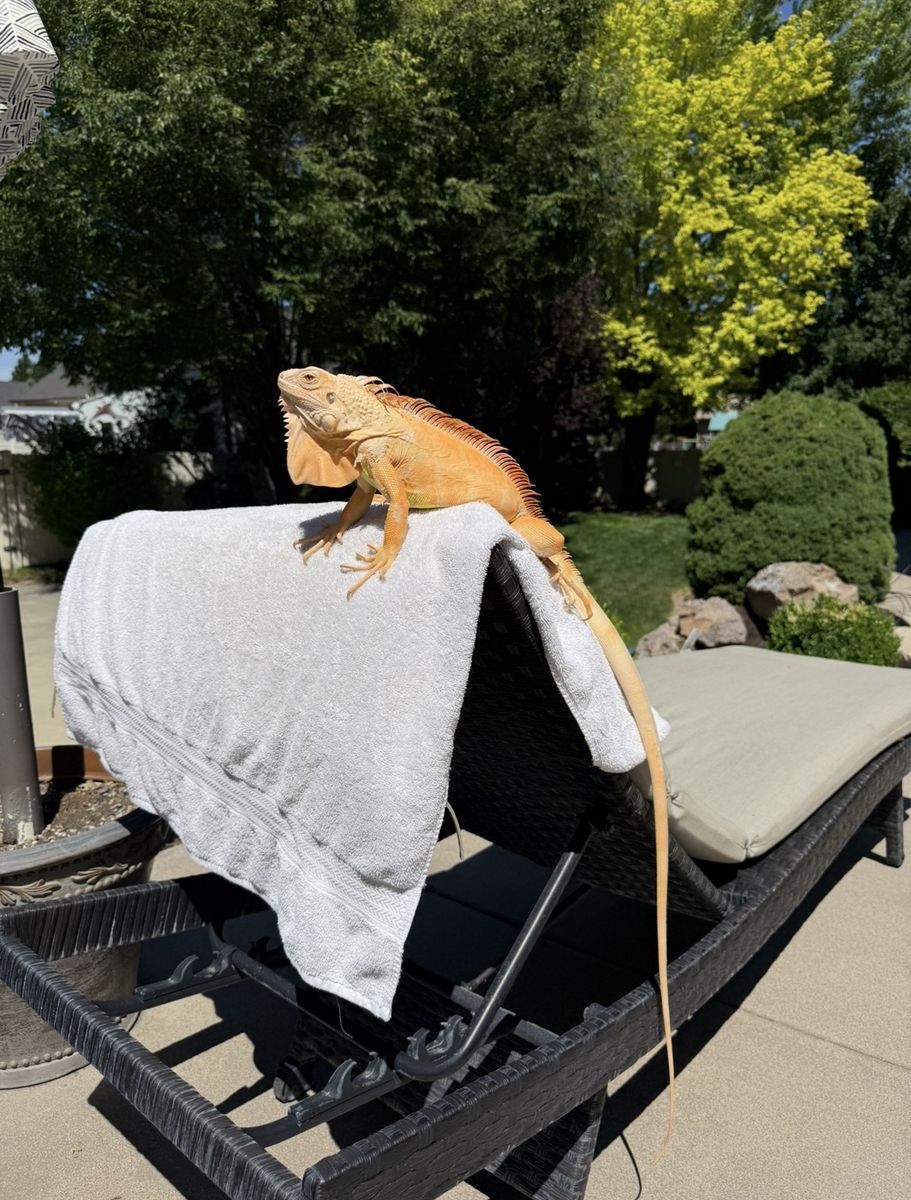 Crimson Albino Green Iguana