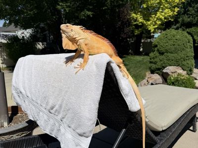 Crimson Albino Green Iguana