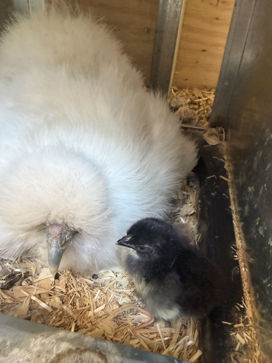 Mixed Chicks