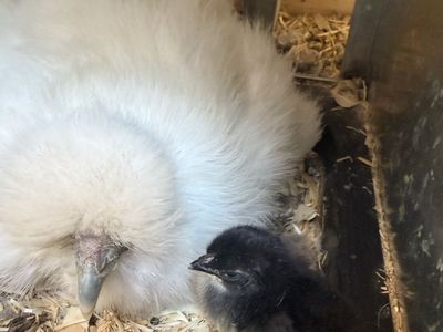 Mixed Chicks