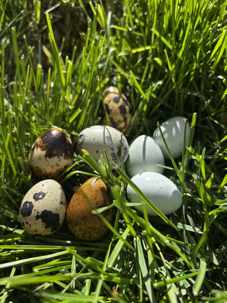 Fresh Quail Eggs