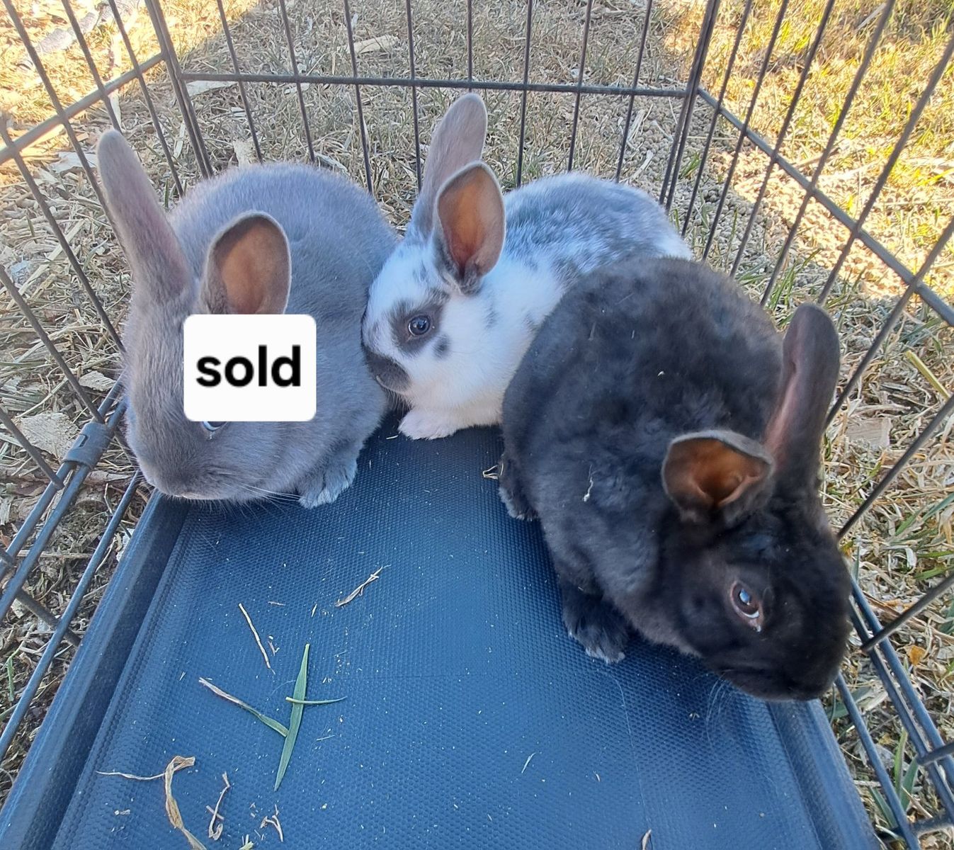 Meat Rabbits- Californian, Rex & Rex/Cal