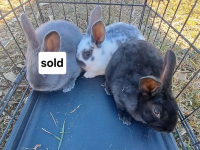 Meat Rabbits- Californian, Rex & Rex/Cal