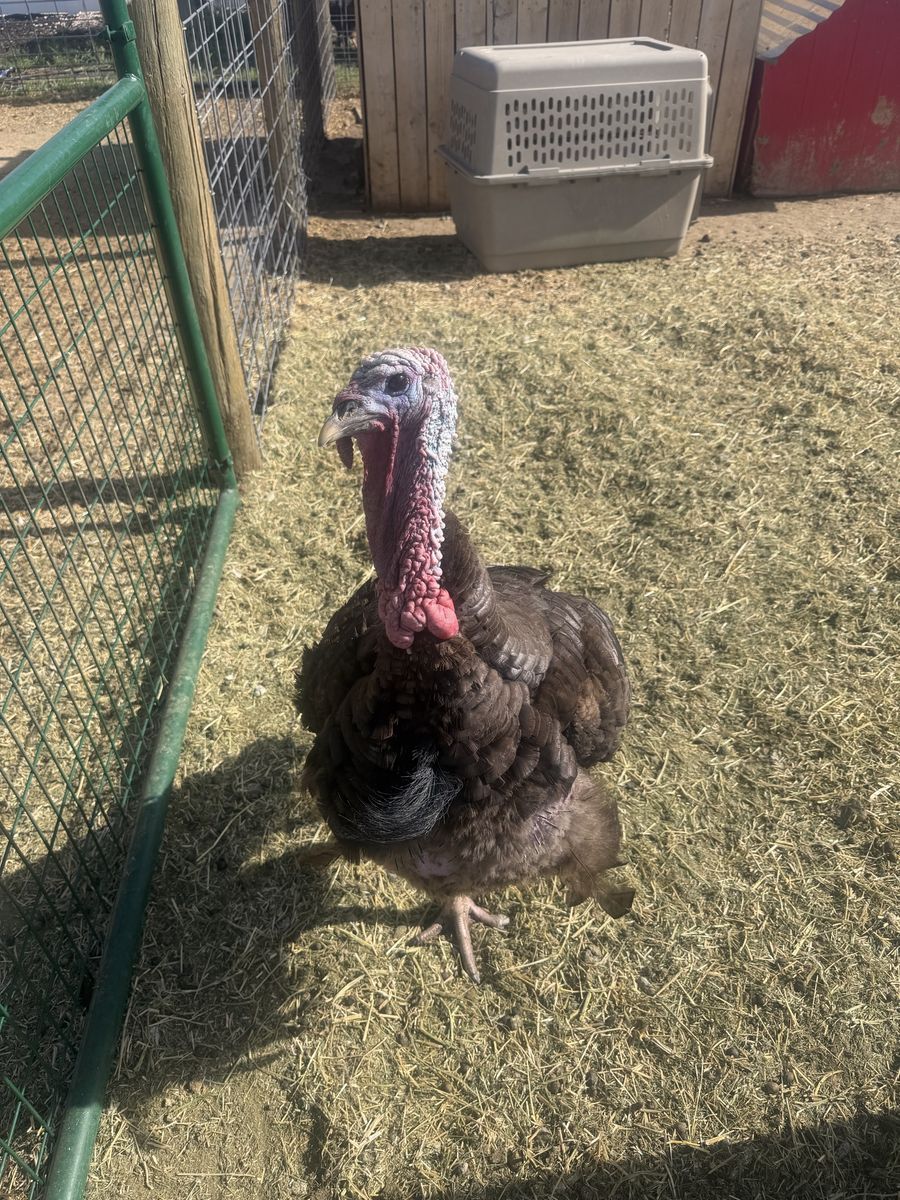 Turkey! Broad-Breasted Bronze Tom