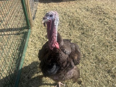 Turkey! Broad-Breasted Bronze Tom
