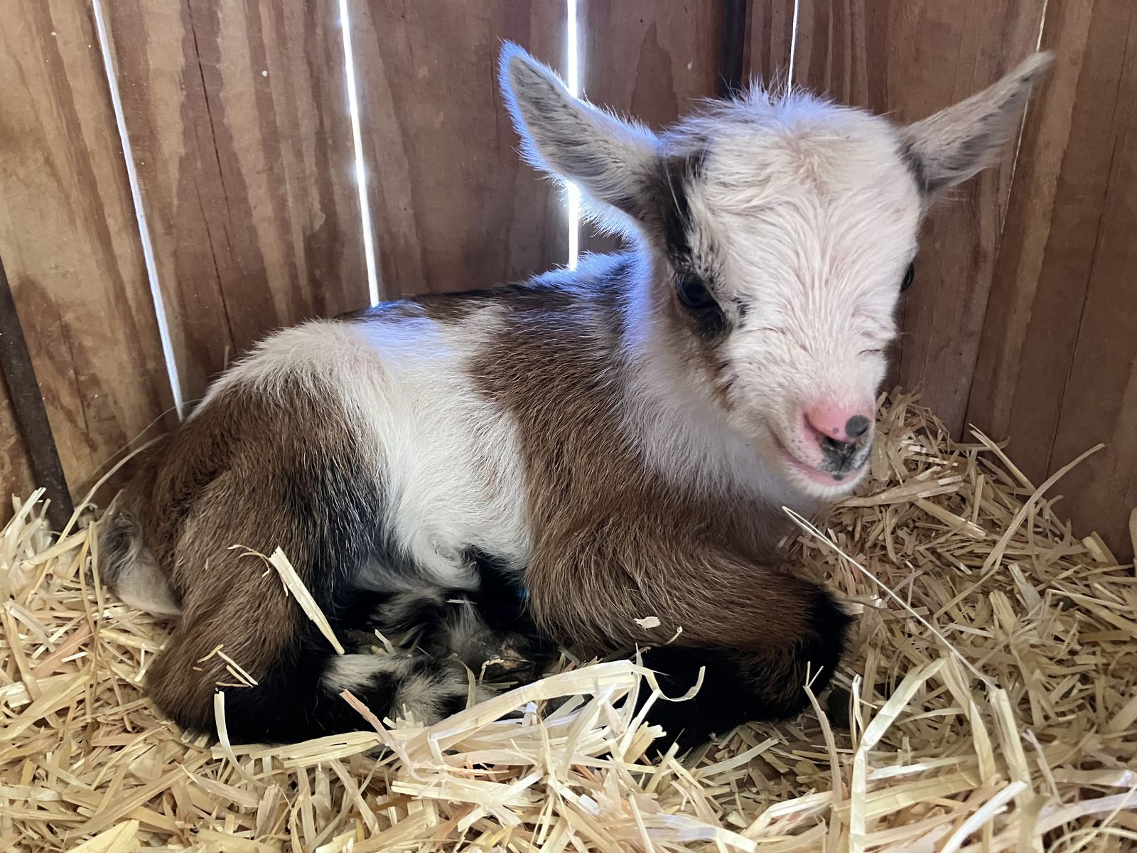 Flashy Nigerian Dwarf Kids
