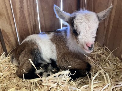 Flashy Nigerian Dwarf Kids