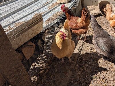 Young chickens