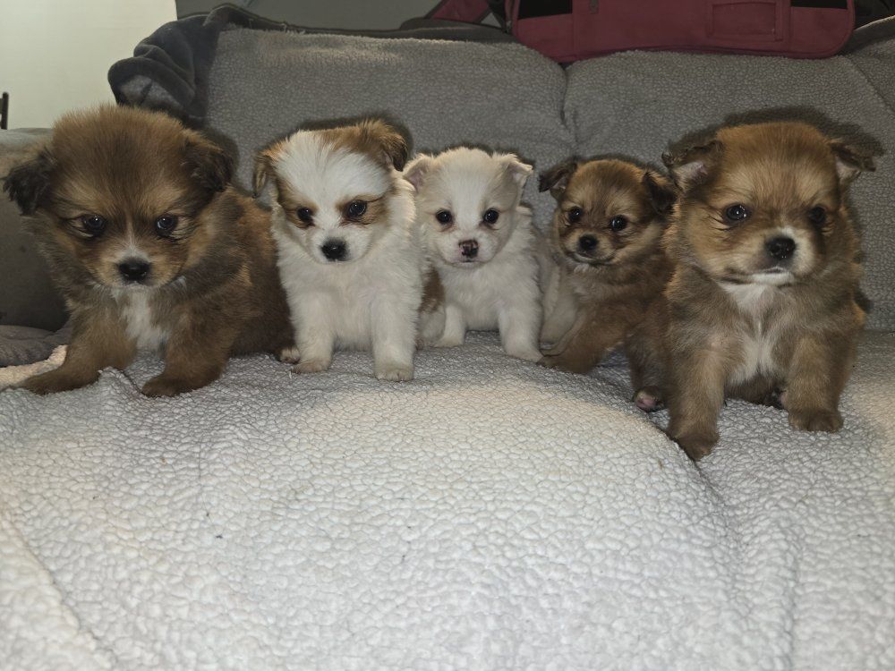 Cavalier Pomeranian Puppies!!!