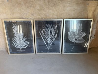 (3) Leaf Pictures