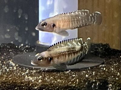 Lamprologus Speciosus black Ocellatus