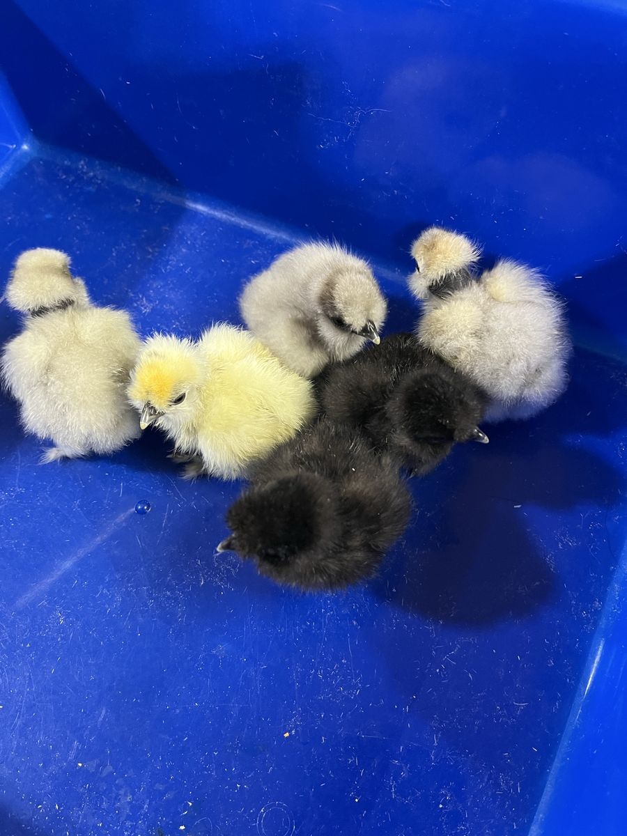 Showgirl Silkie Chicks