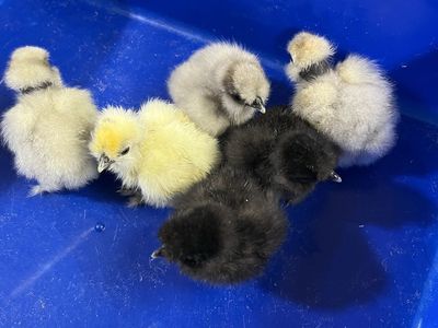 Showgirl Silkie Chicks