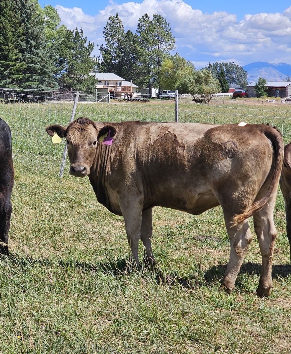 wagyu/ murray grey cross bred heifer. Farm Raised, Healthy.