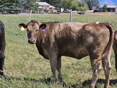 wagyu/ murray grey cross bred heifer. Farm Raised, Healthy.