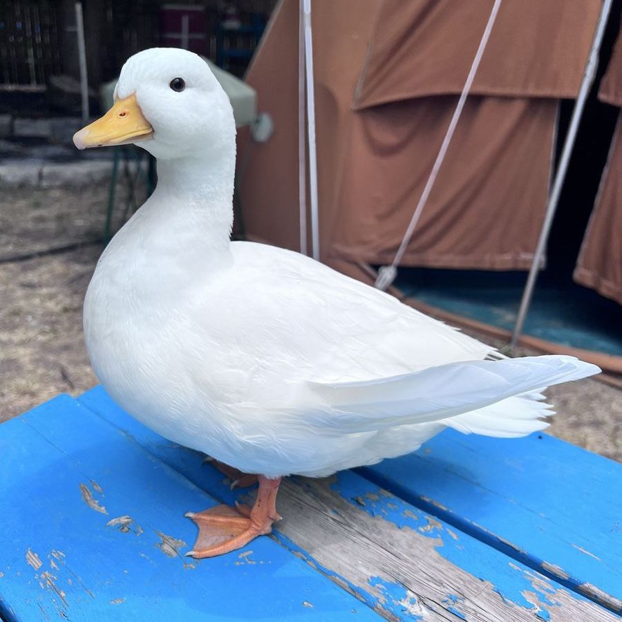 White Call Duck drake with angel wing