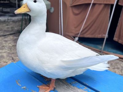 White Call Duck drake with angel wing