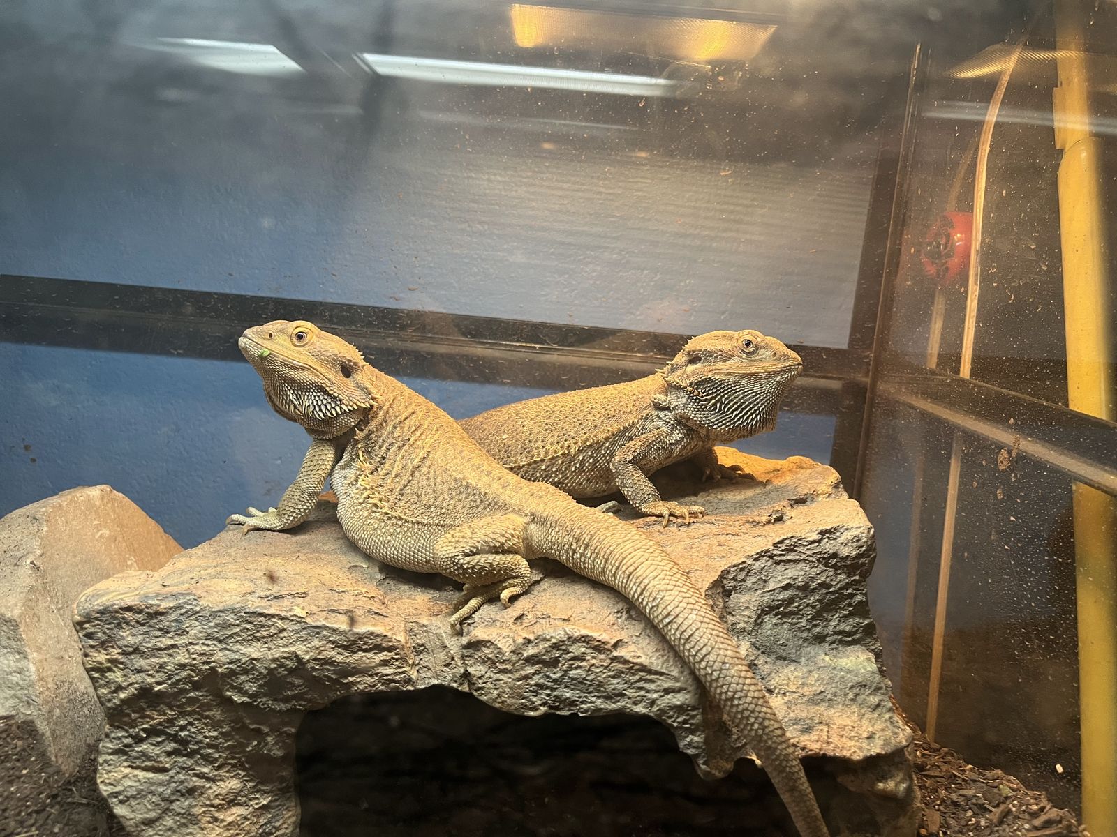 2 bearded dragons